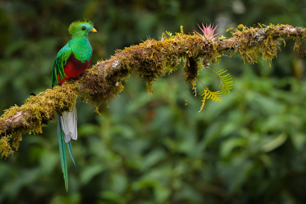 Resplendent Quetzal