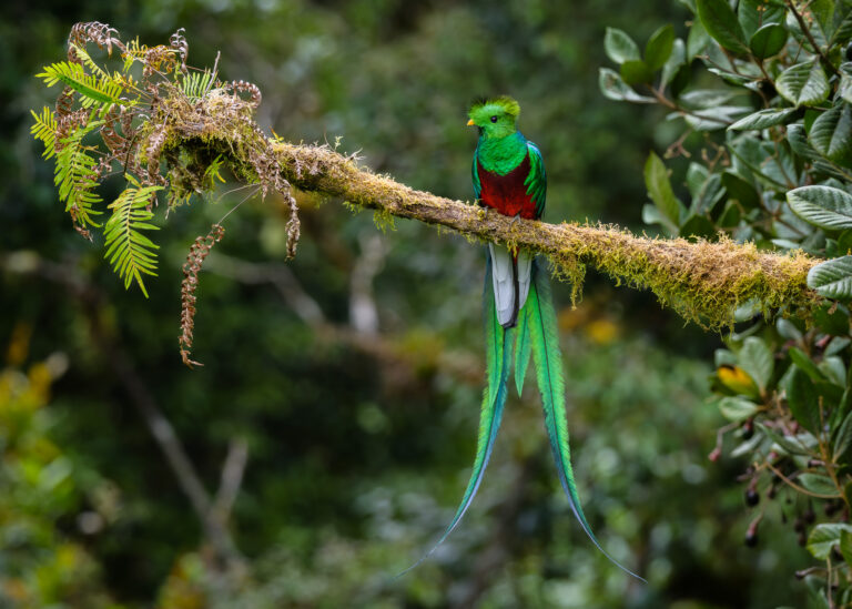 Resplendent Quetzal (male)