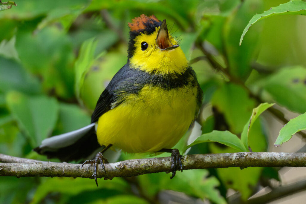 Collared Redstart