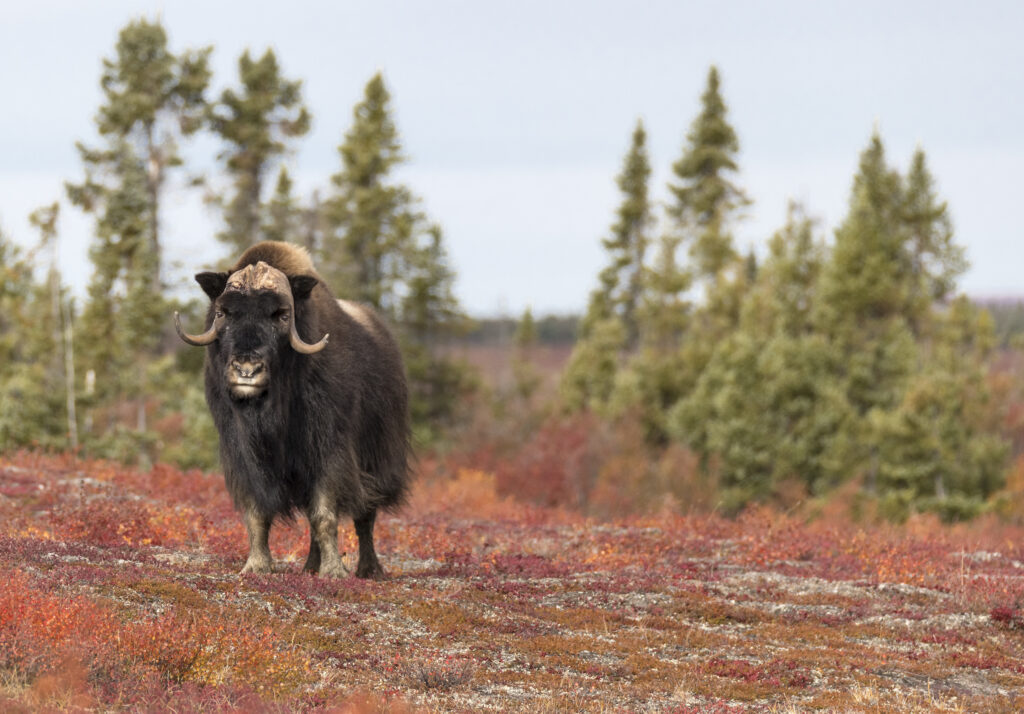 Musk ox