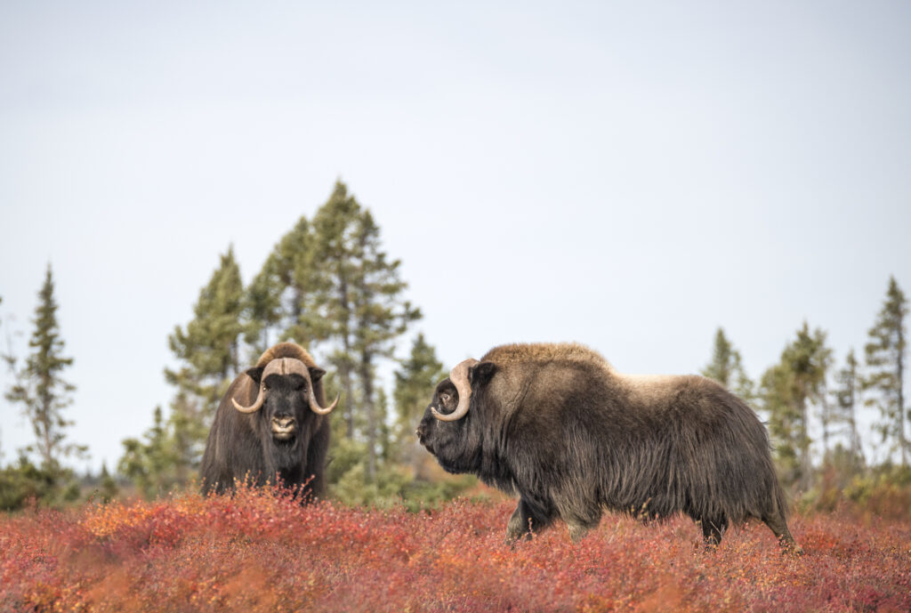 Musk Oxen