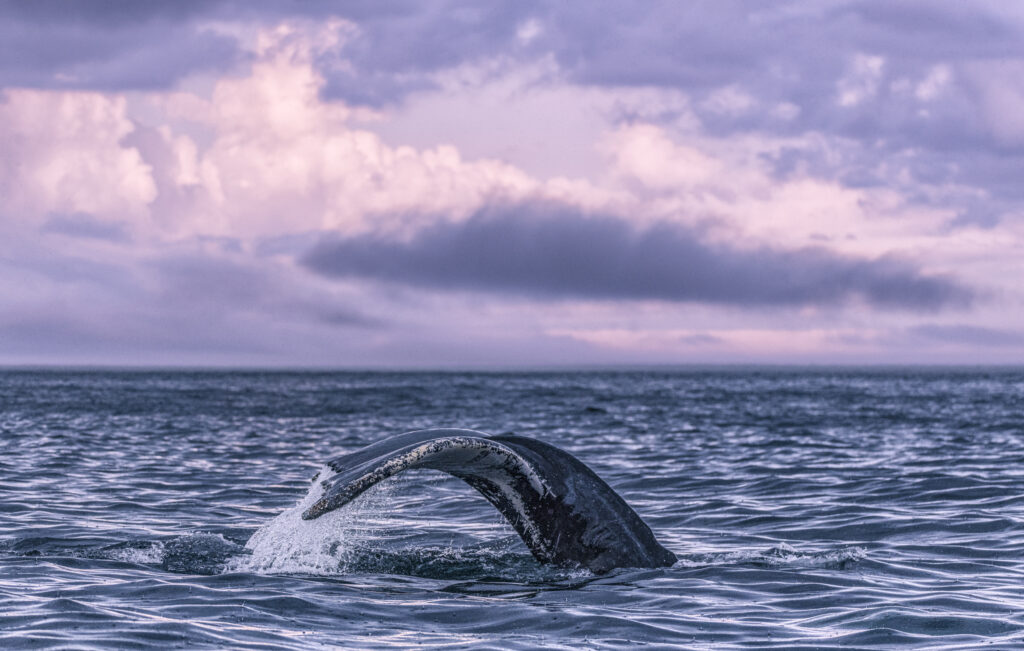 Whale in Newfoundland
