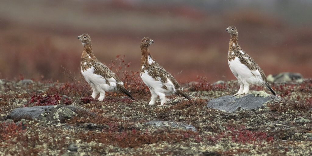 Rock ptarmigan