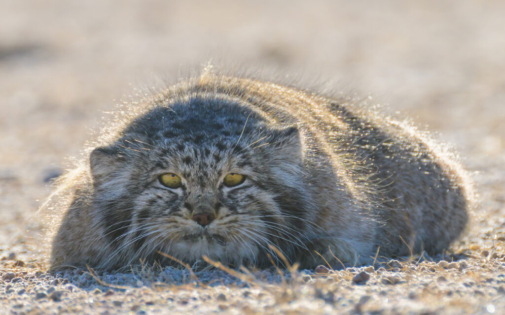 Pallas's Cat