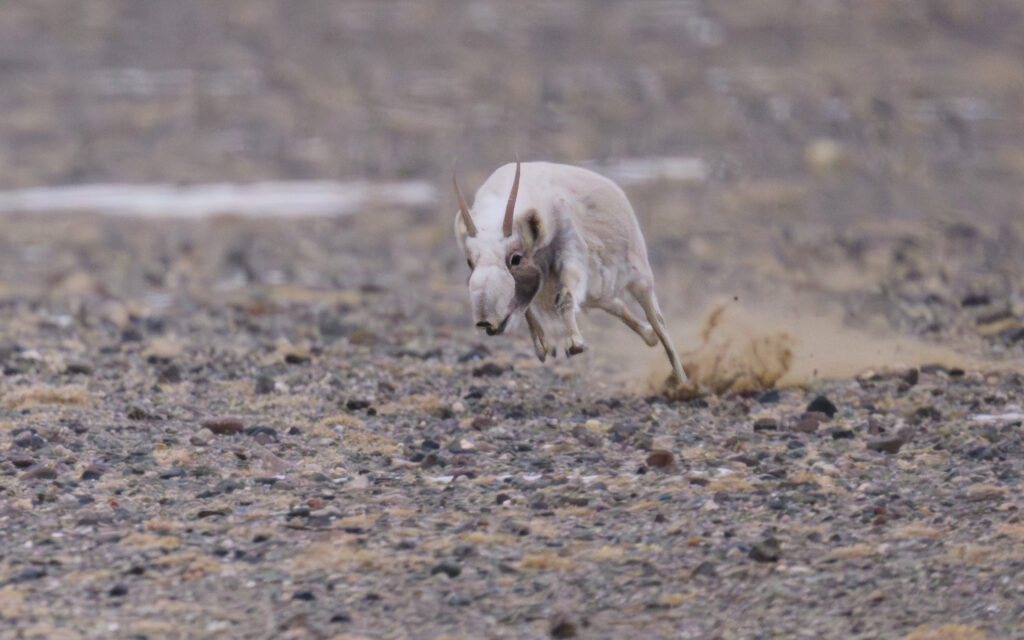 Saiga Antelope