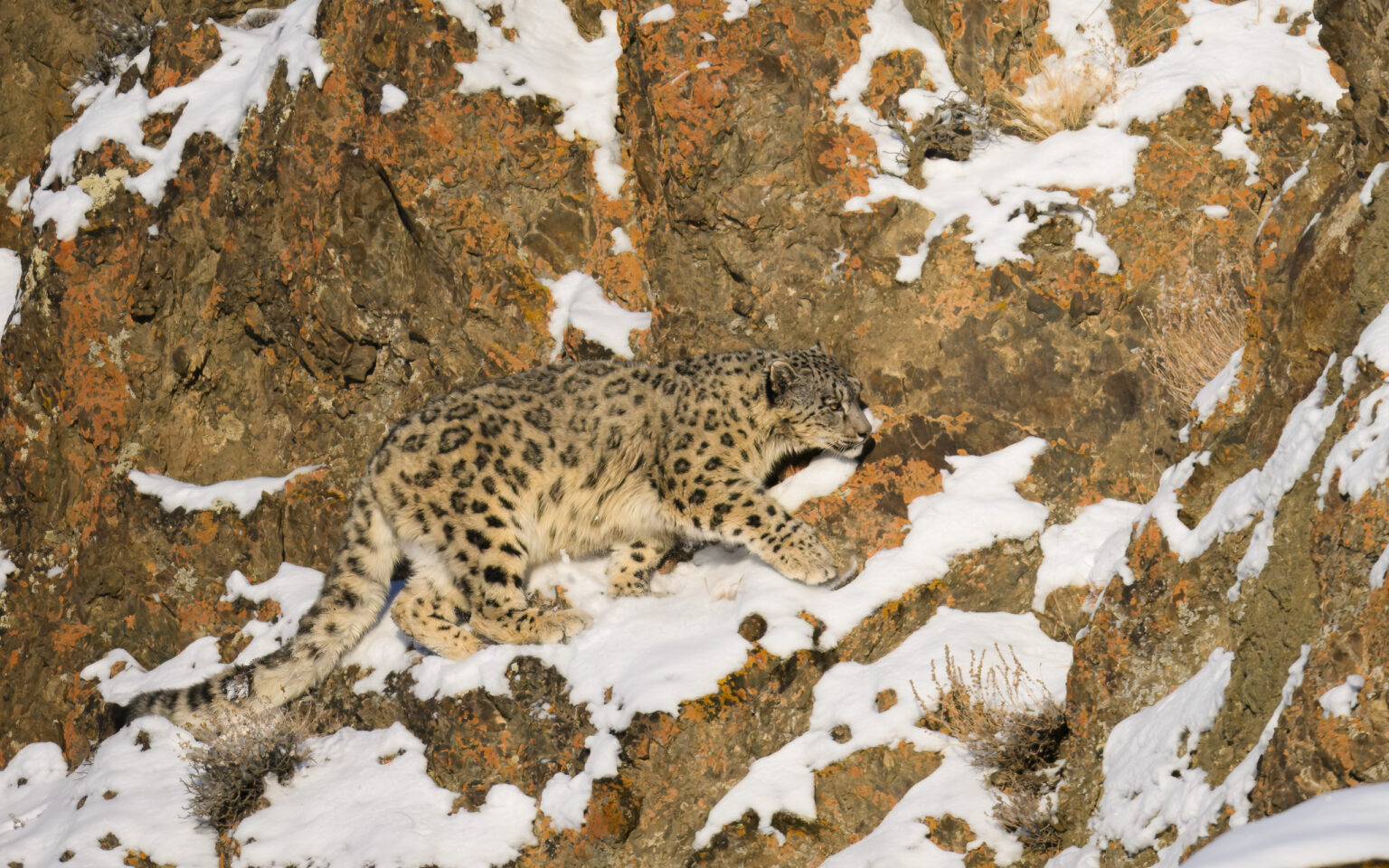 Snow Leopard