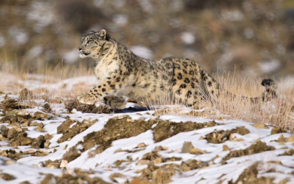 Snow Leopard