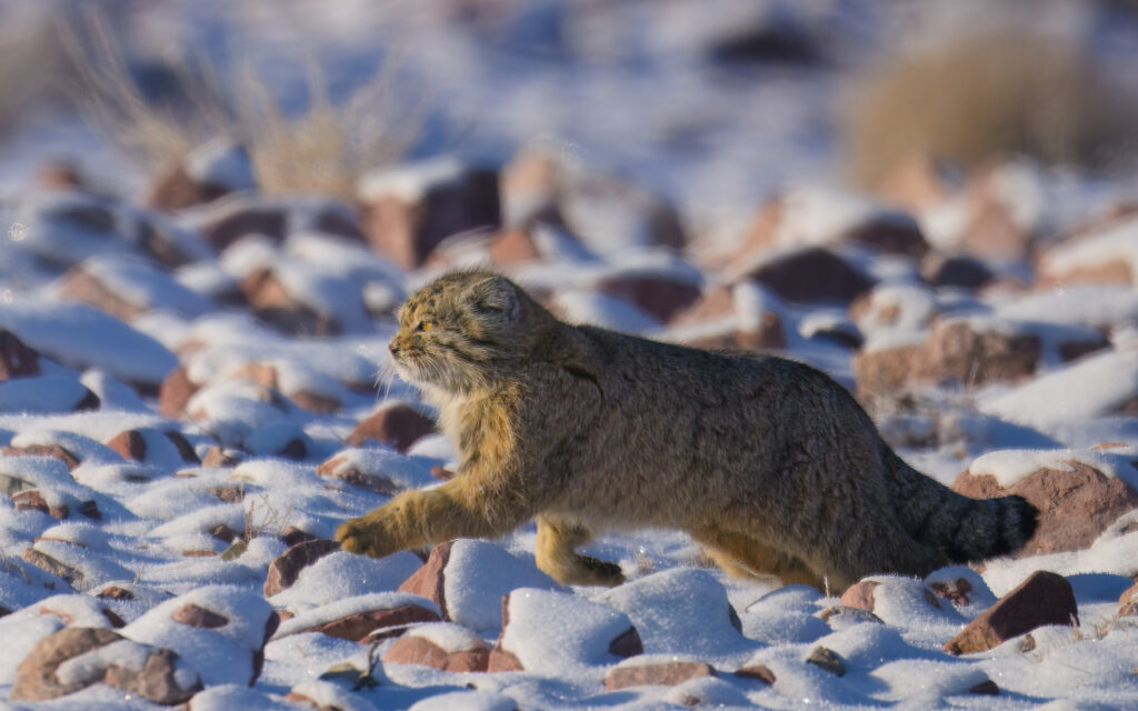 Pallas's Cat