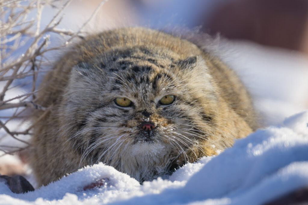 Pallas's Cat