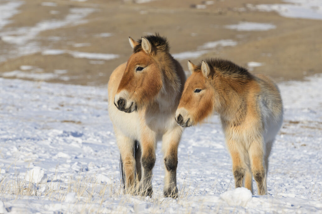 Przewalski's horses - mare & foal
