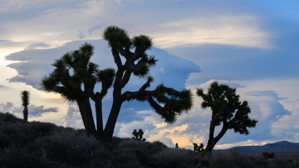 Joshua Trees - Death Valley National Park