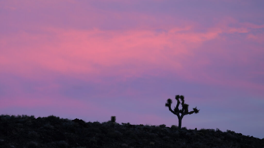 Joshua Tree - Death Valley National Park