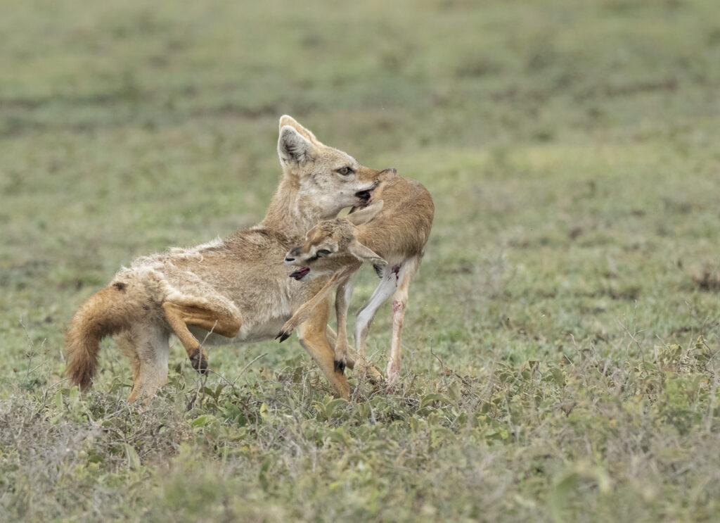 Golden Jackal hunting baby Thomson's gazelle