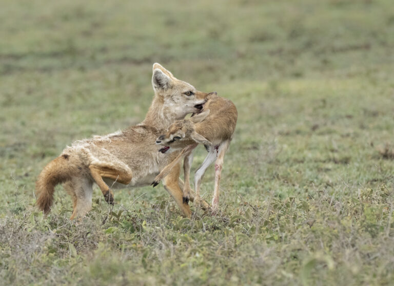 Golden Jackal hunting baby Thomson's gazelle
