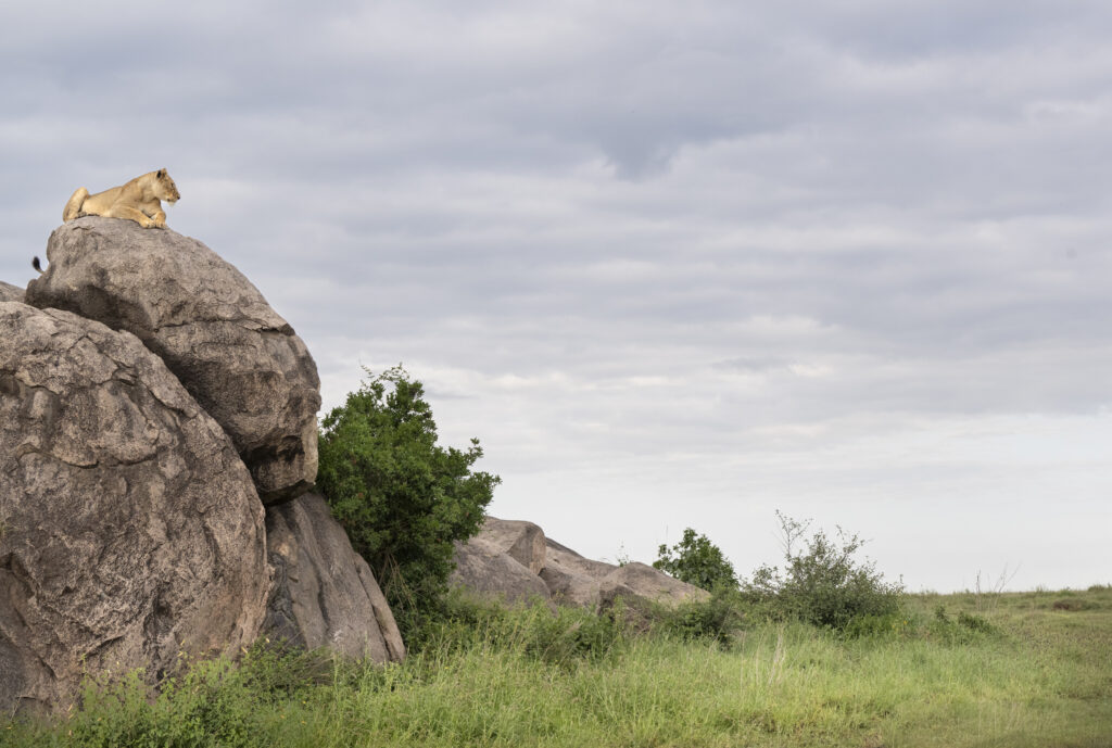 Female Lion on Kojpe