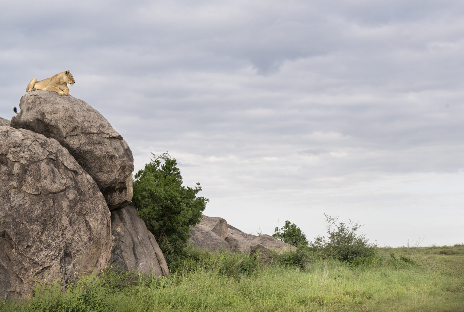Female Lion on Kojpe