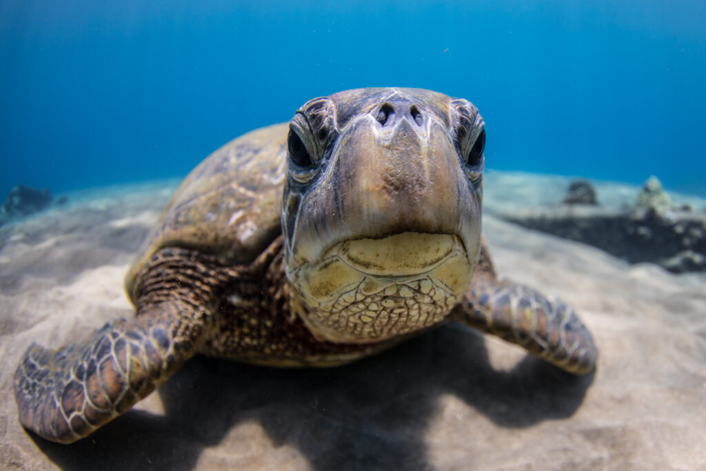Sea turtle