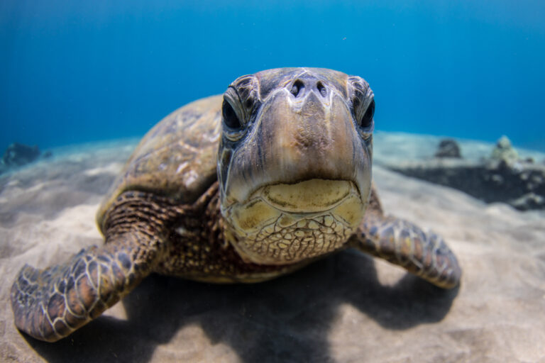 Sea turtle