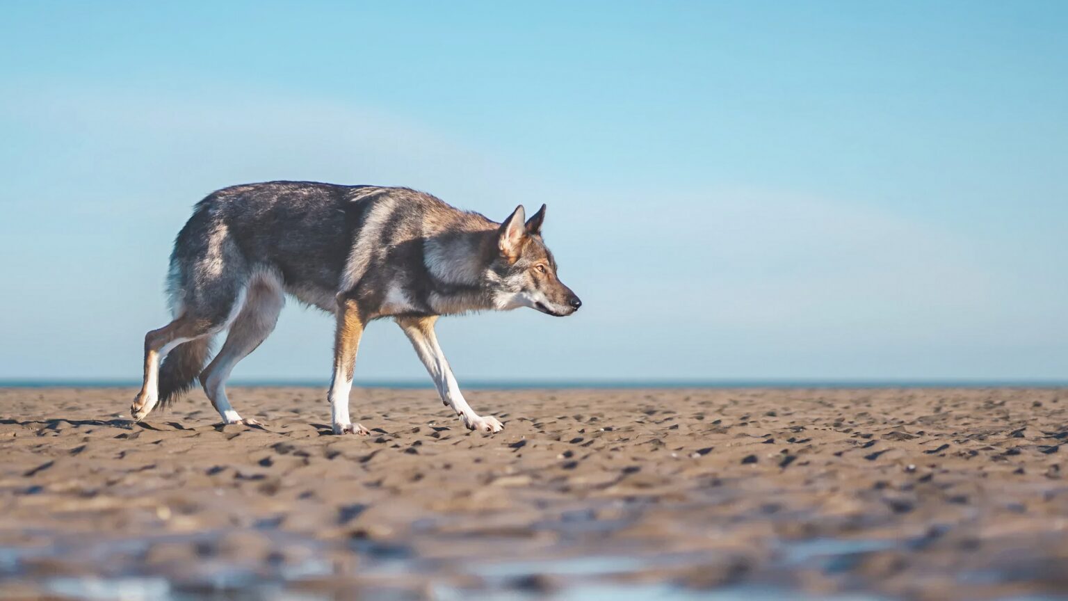 wolf on beach