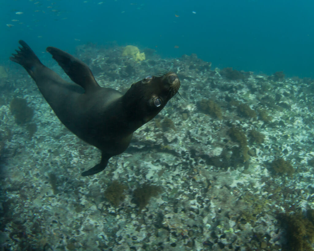 Sea lion