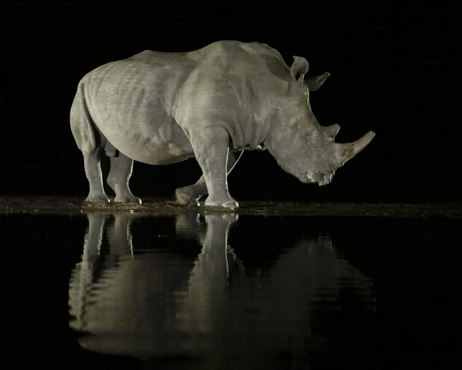 Rhino at Zimanga