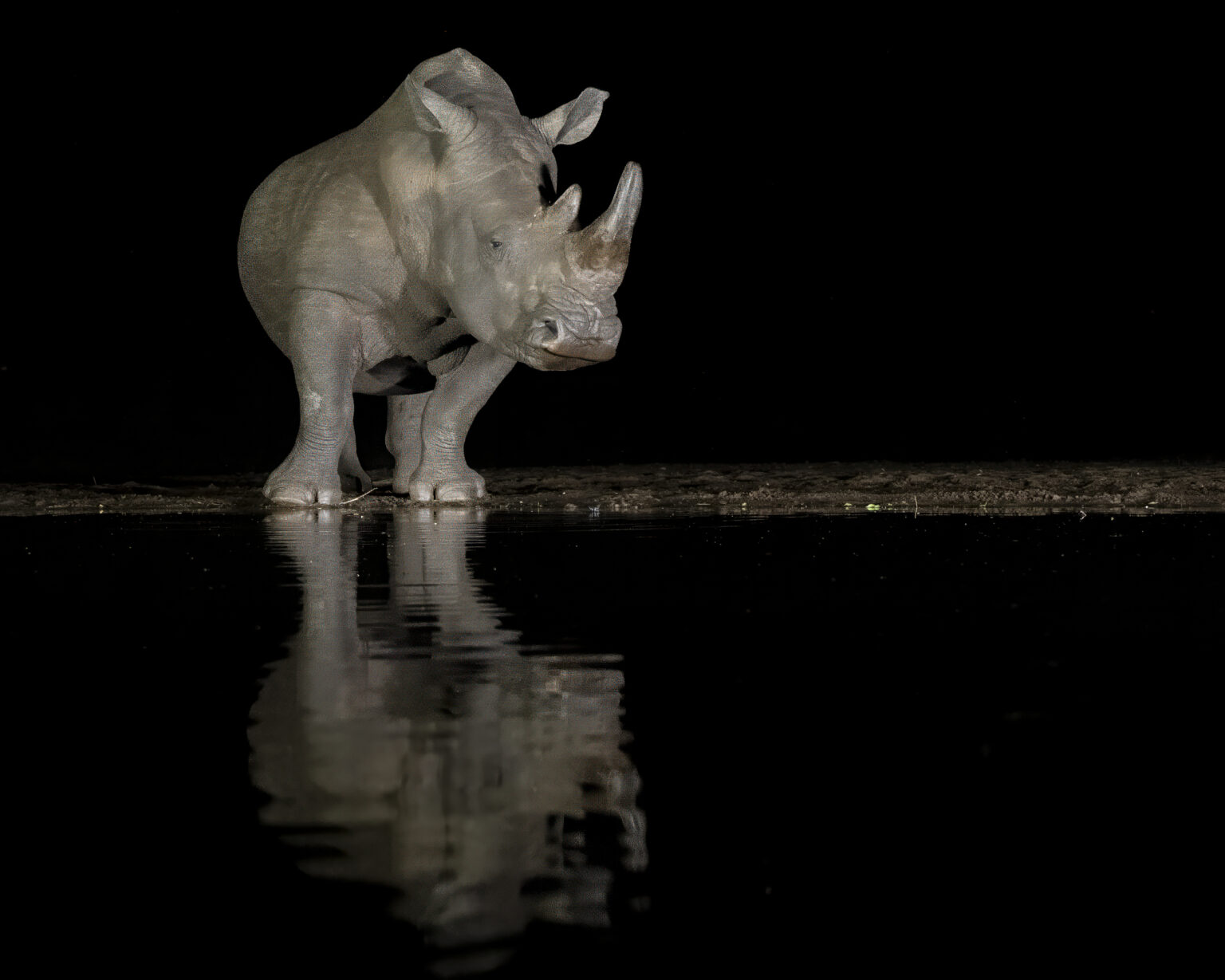 White Rhino at Zimanga at night hide