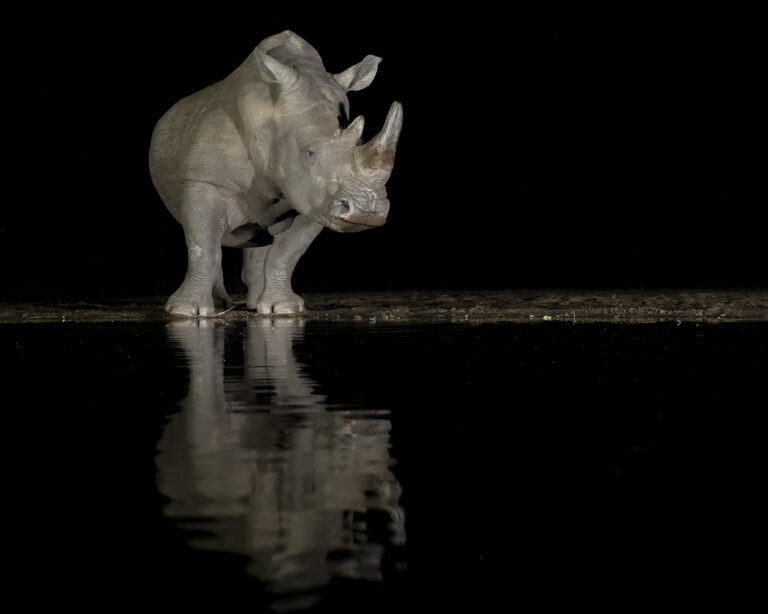 White Rhino at Zimanga at night hide
