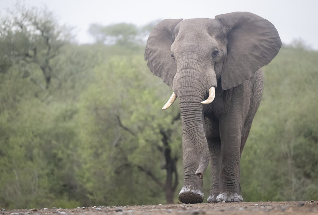 Elephant at Zimanga from hide.