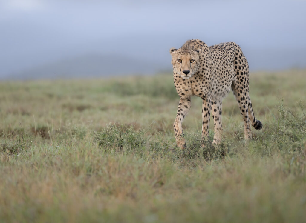 Cheetah at Zimanga