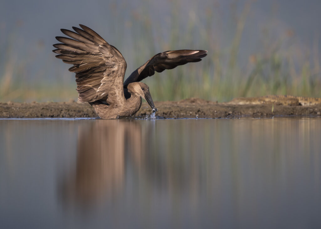 Hammerkop fishing at lagoon hide in Zimanga