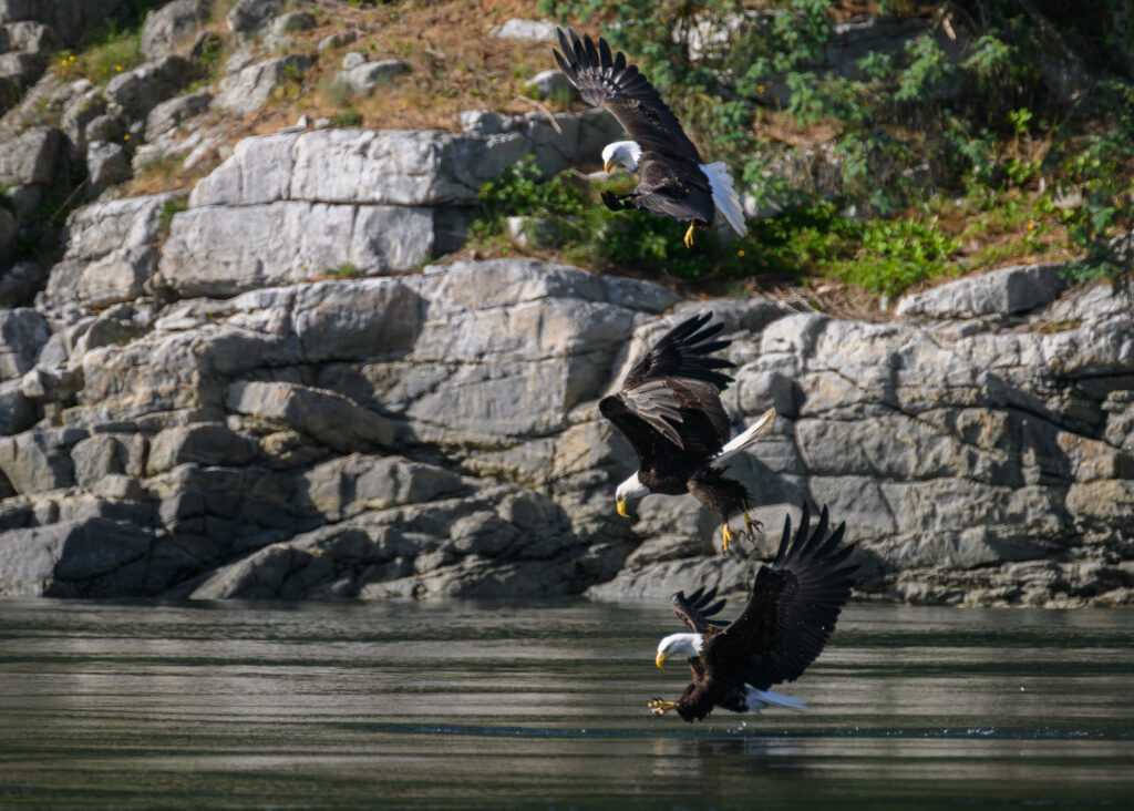 Bald Eagles fishing for hake