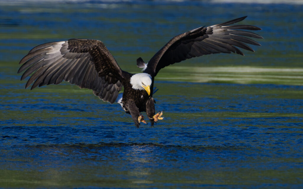 Bald Eagle