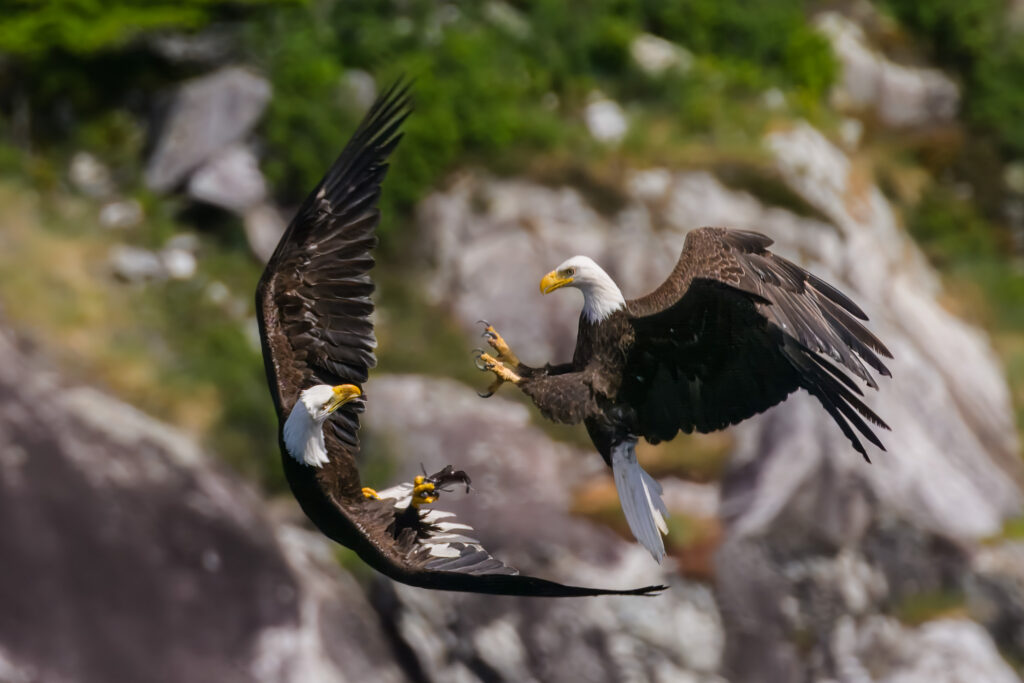 Bald Eagles fight over fish