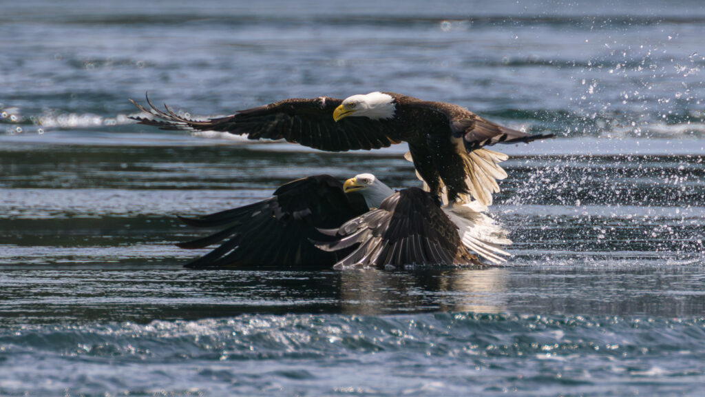 Bald Eagles