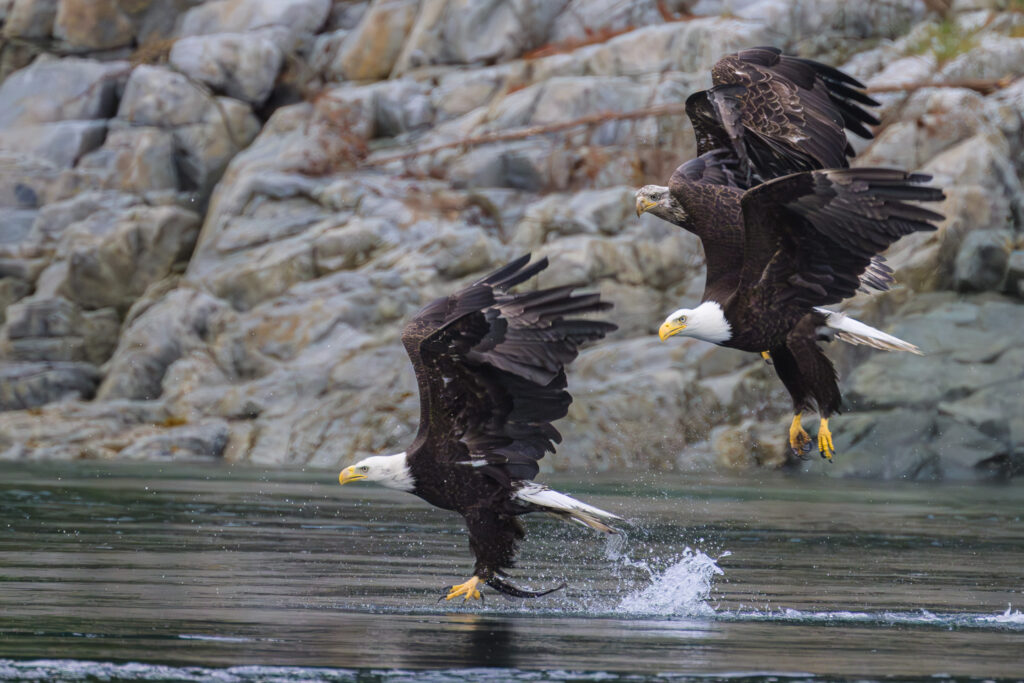 Bald Eagles fishing for hake