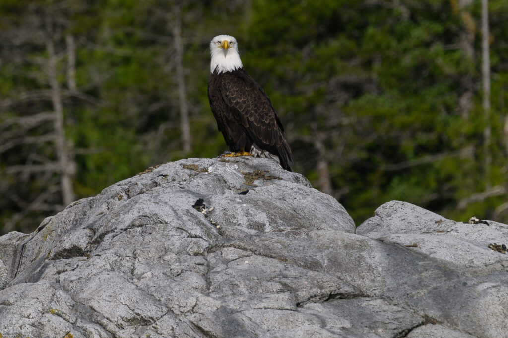 Bald Eagle