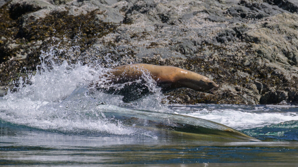 Sea lion surfing in the tide