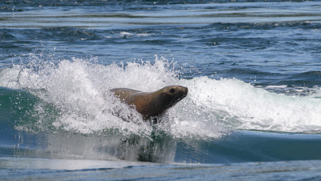 Sea lion surfing in the tide