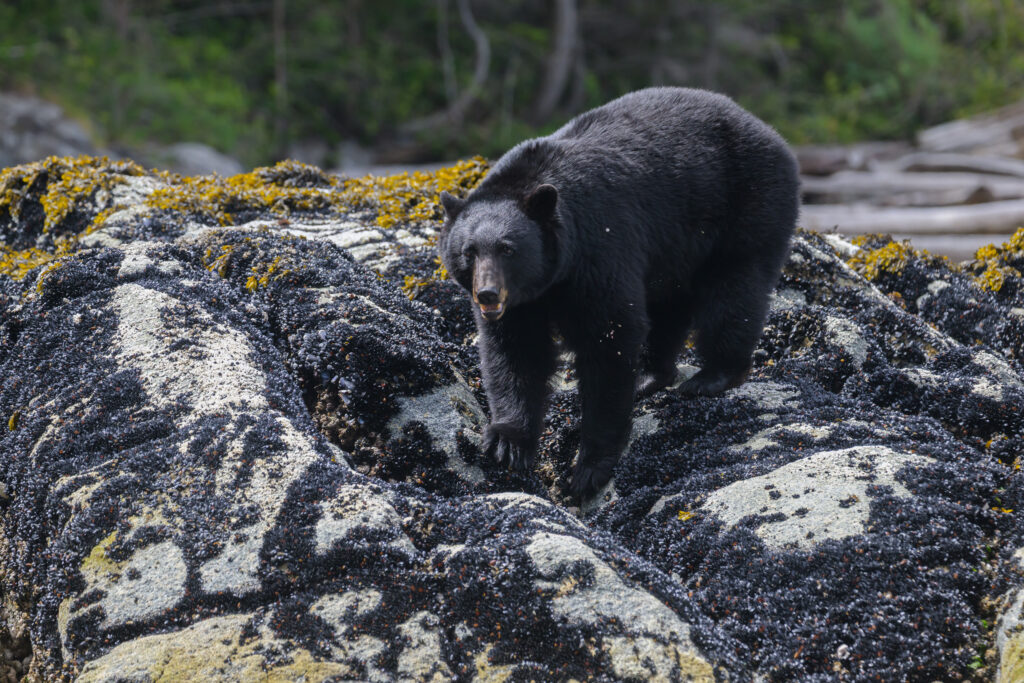 Black Bear