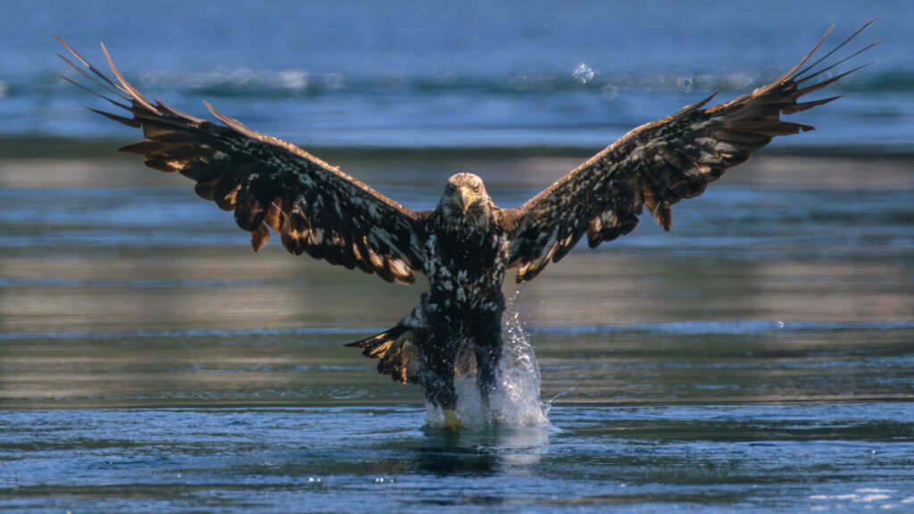 Juvenile Bald Eagle