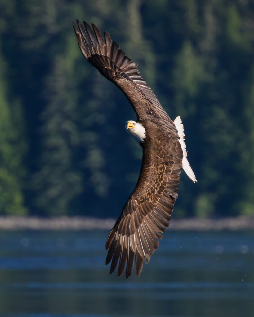 Bald Eagle