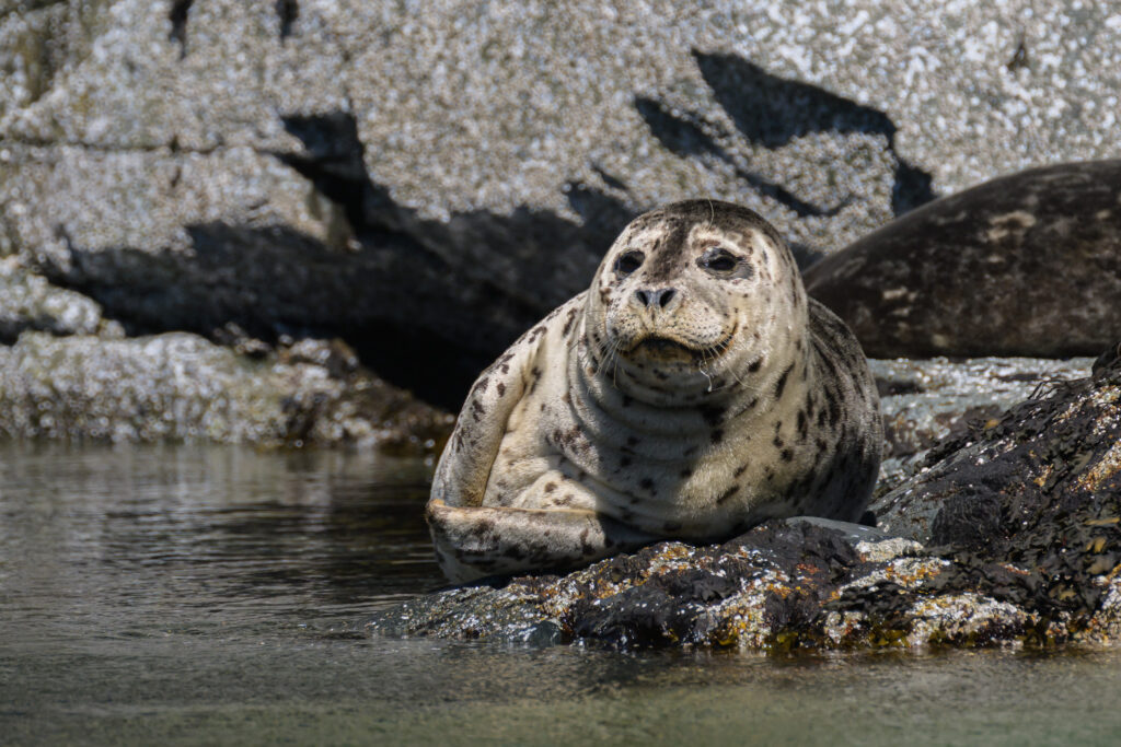 Harbor Seal