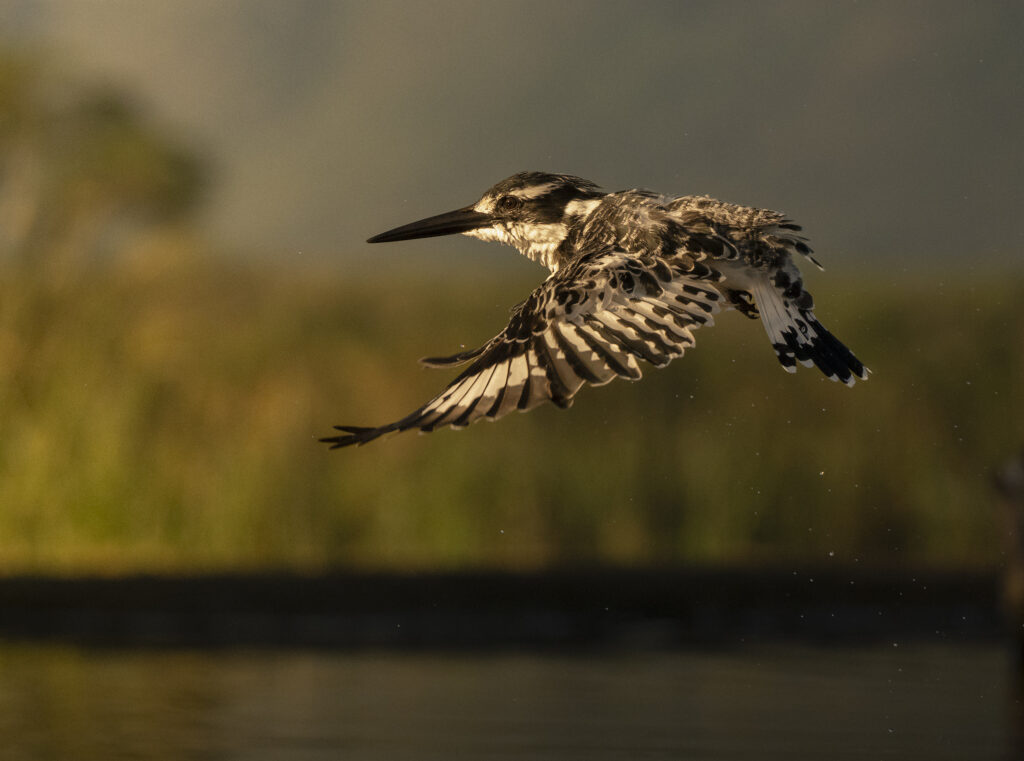 Pied Kingfisher at Lagoon Hide at Zimanga