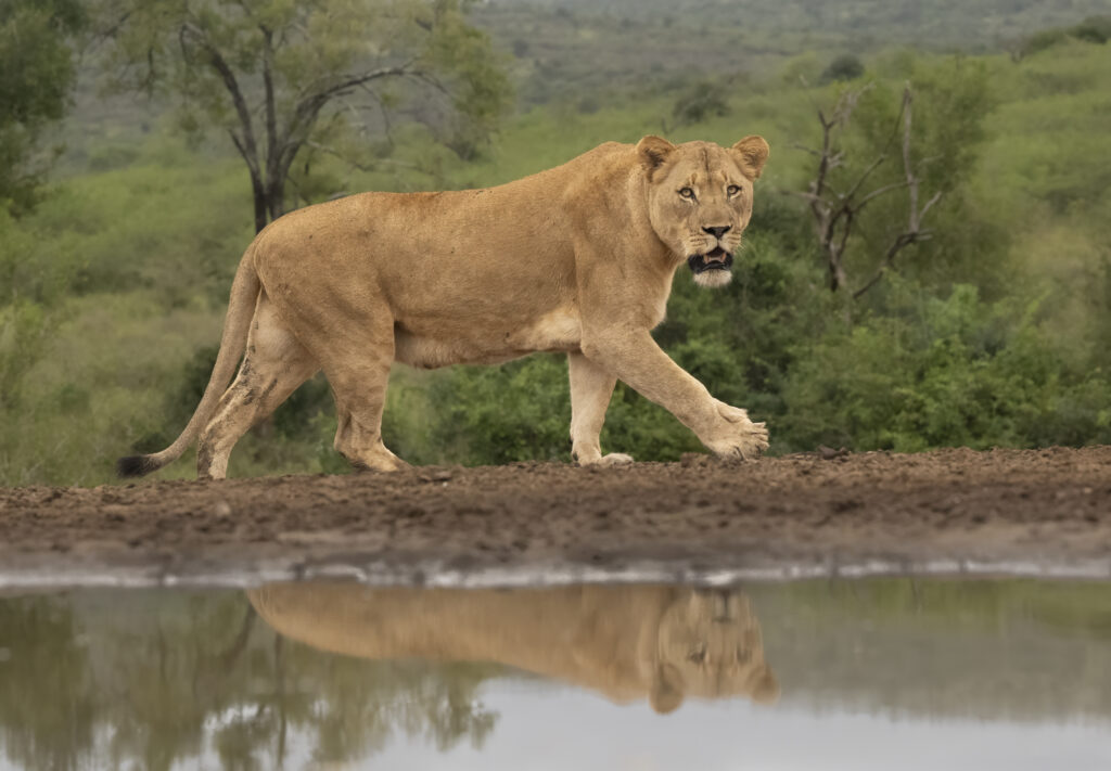 lioness at Zimanga