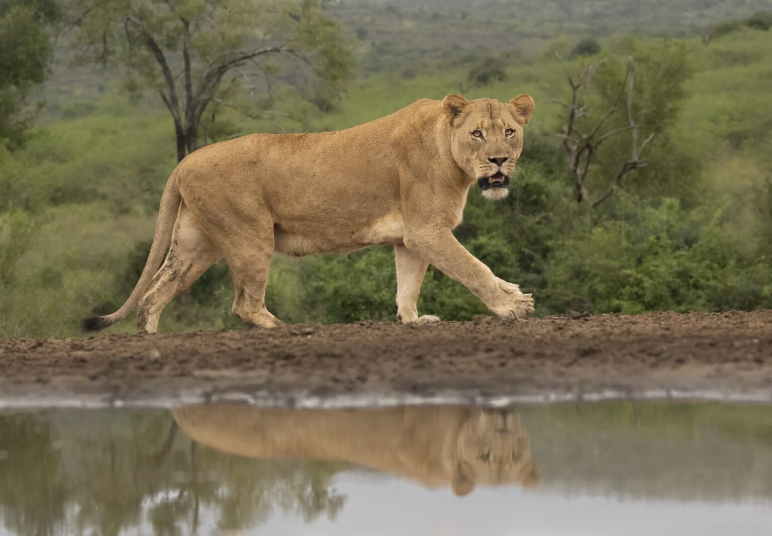 lioness at Zimanga