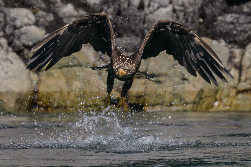 Juvenile Bald Eagle fishing for hake