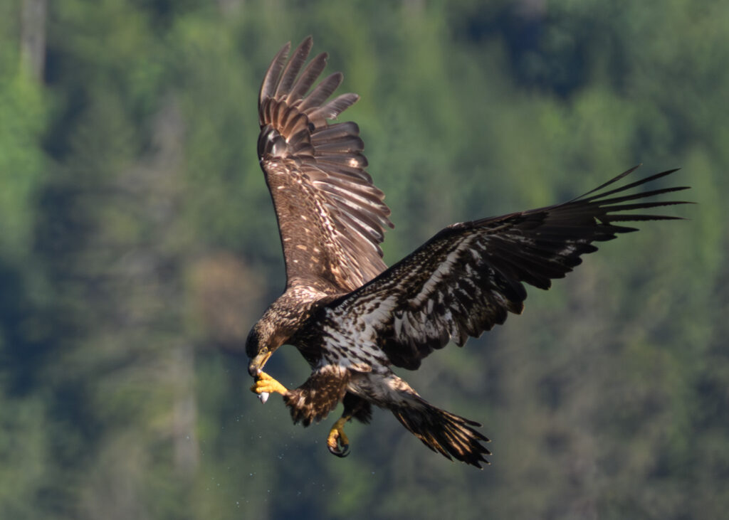 Juvenile Bald Eagle eating hake