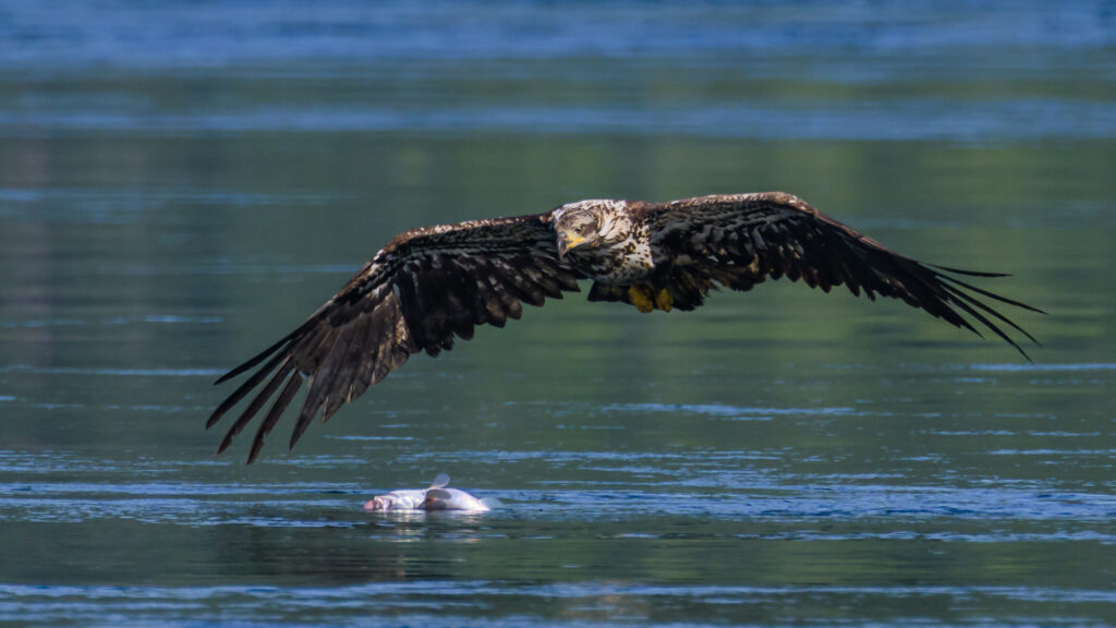Juvenile Bald Eagle fishing for hake
