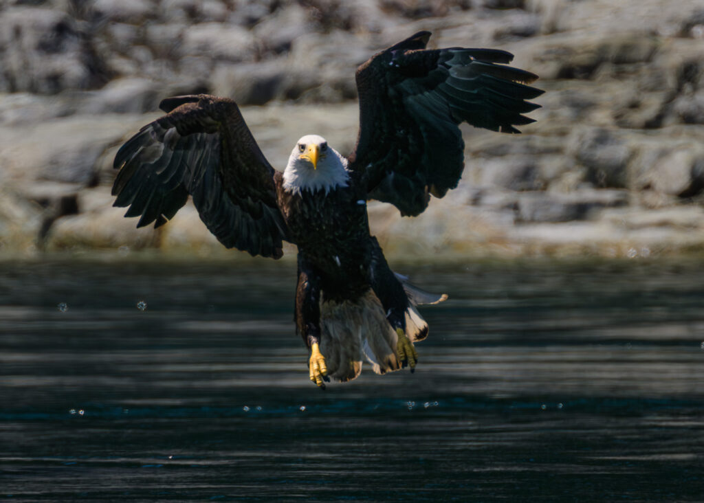 Bald Eagle