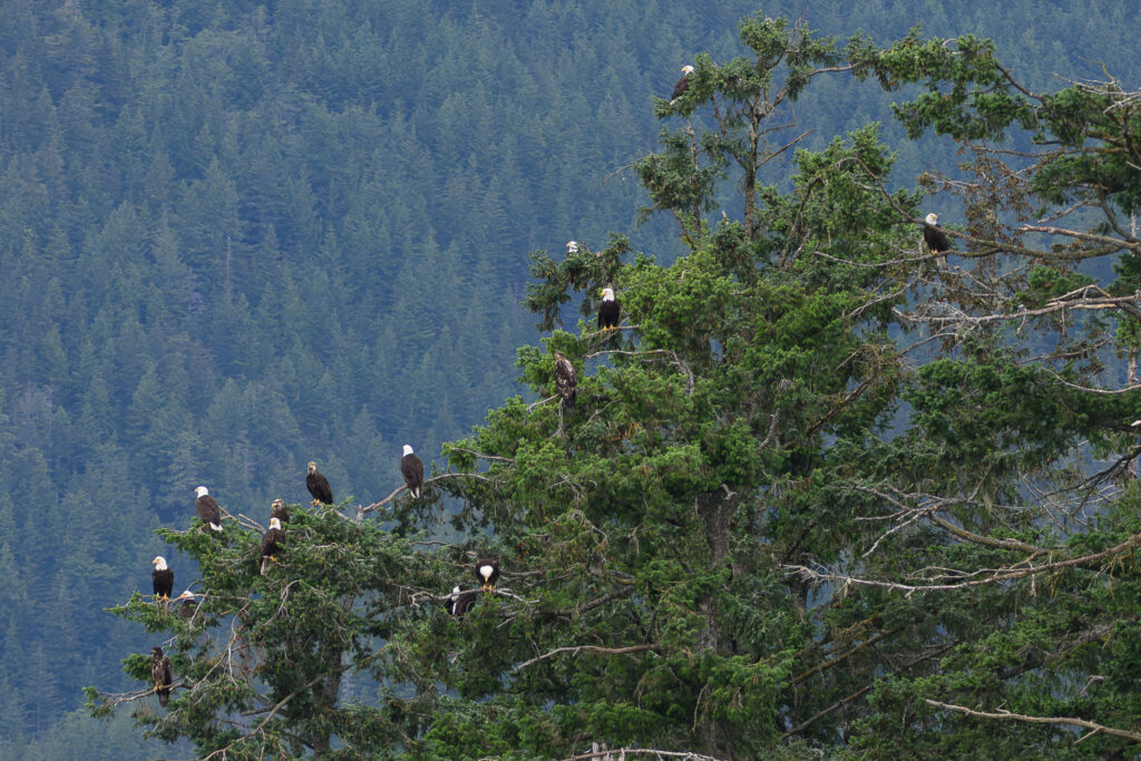 Bald Eagles